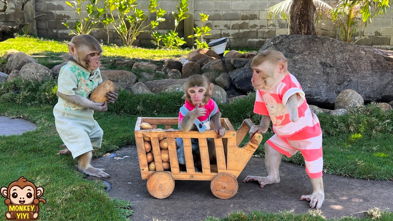 So cute! YinYin takes YiYi and Yumy to harvest lots of potatoes
