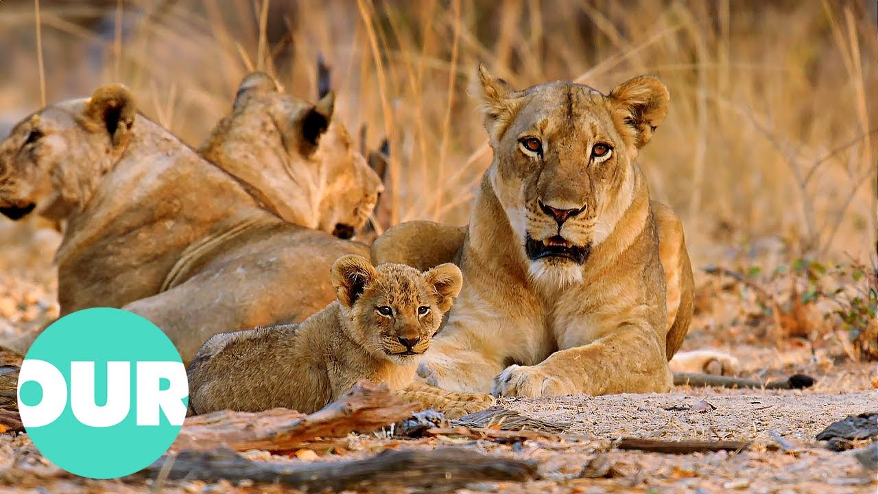 Lion Country: Young and Vulnerable Cubs in Danger | Our World
