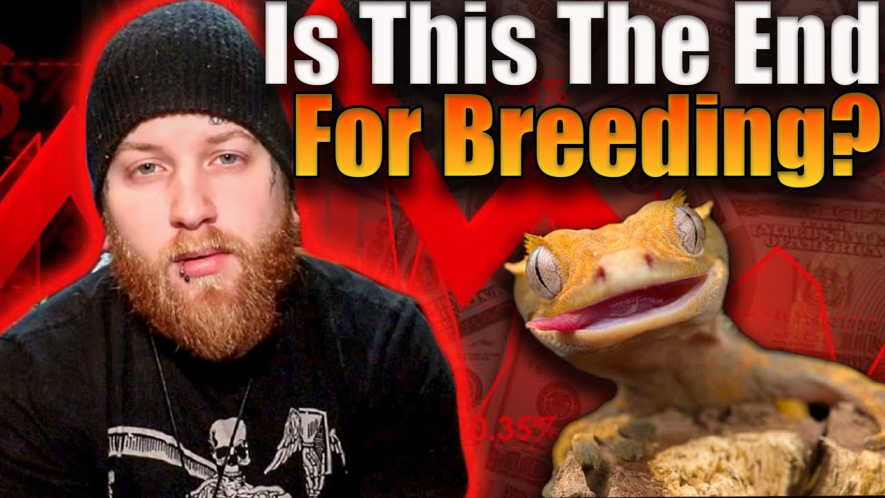 Is The Reptile Market Over?! What's Next?