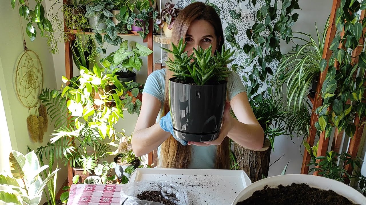 Aloe Juvenna