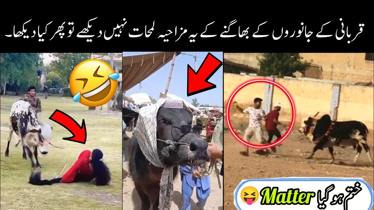 Funny Videos Of Qurbani Animals 😅😝 | funniest scenes of animals on Eid UL Adha