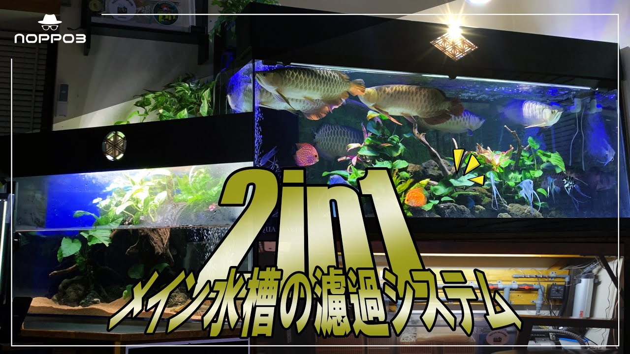 我が家の「２つの水槽を１つの濾過で回す設備」を公開！！