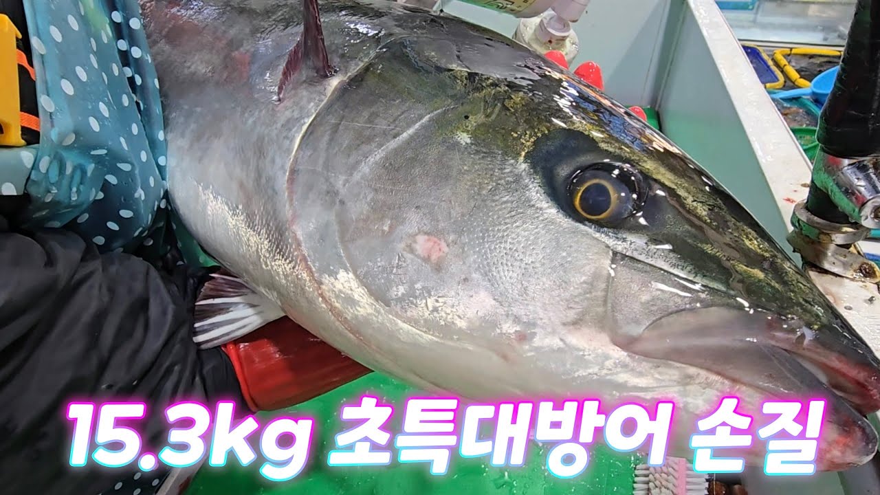 15.3kg 역대 최고 대방어 손질. 시노텍스 정수기 이벤트