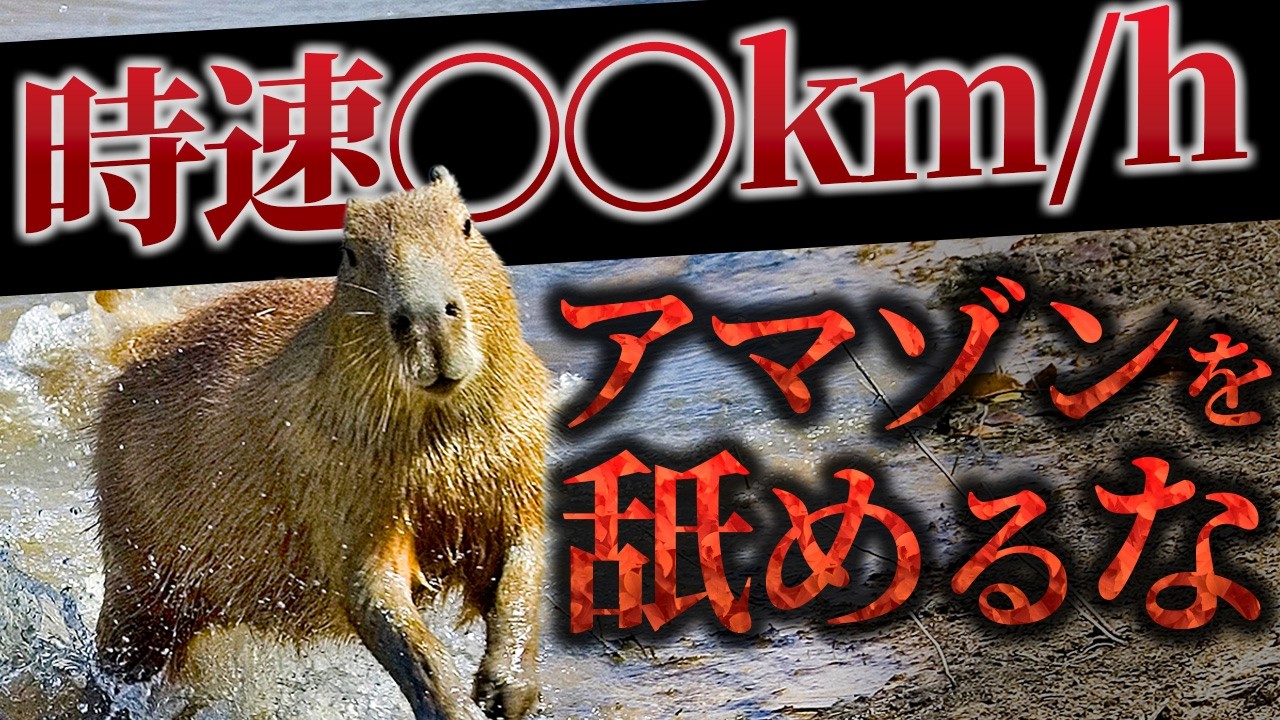 【衝撃】野生カピバラの「走る・泳ぐ」能力が想像以上に強い