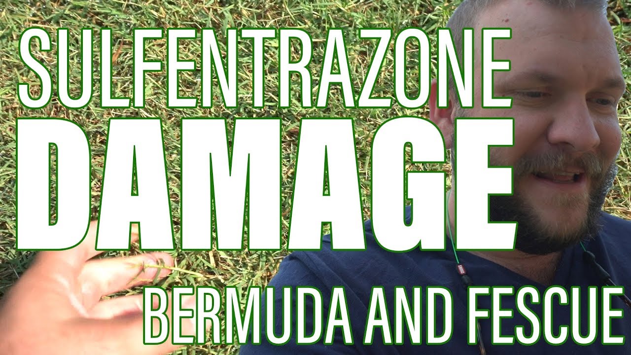How Does Sulfentrazone/Dismiss Affect Fescue and Bermuda in the Summer?