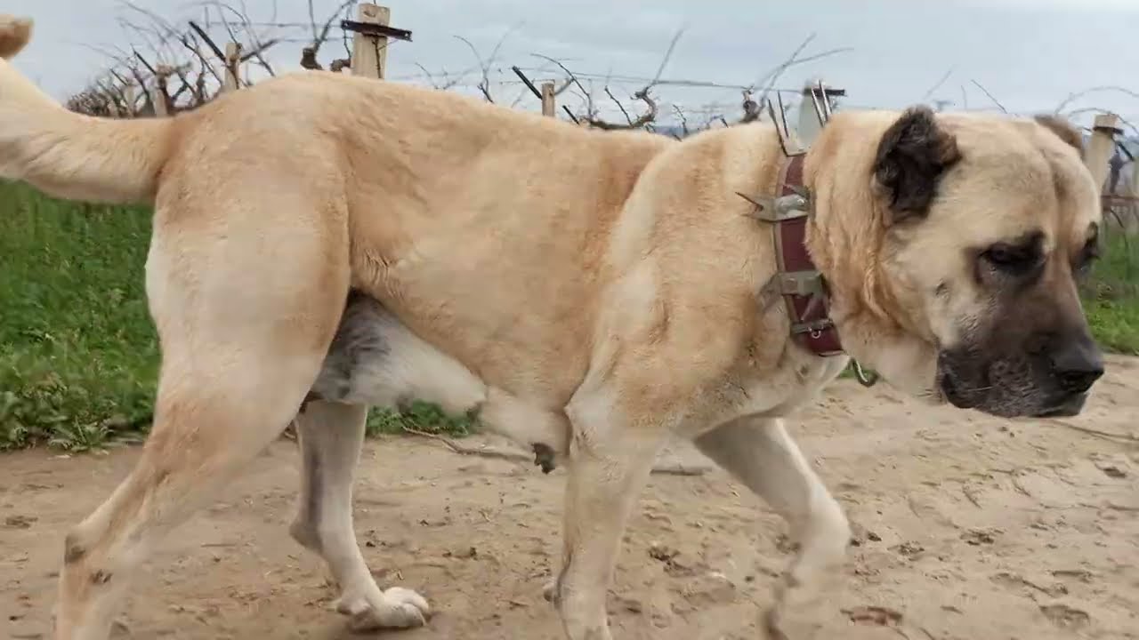 HER ŞEY KAMERADA GÖRÜNDÜĞÜ GİBİ DEĞİLDİR. CANLI GÖRMENİZ GEREKİYOR. KÖPEKLER ASLA ÇOK BÜYÜK OLMAZ.