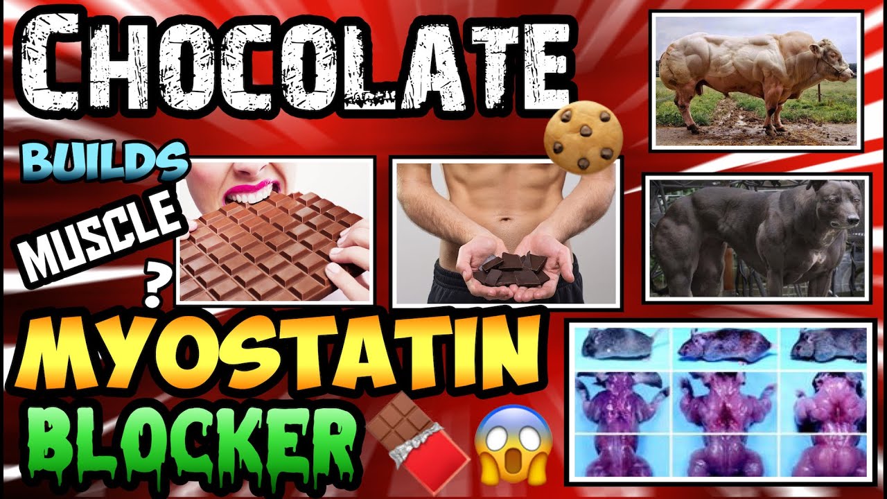 CHOCOLATE IS ANABOLIC ??! BLOCK MYOSTATIN & INCREASE FOLLISTATIN W/ EPICATECHIN 🧬🐂MYOSTATIN MONDAY🧬🐂
