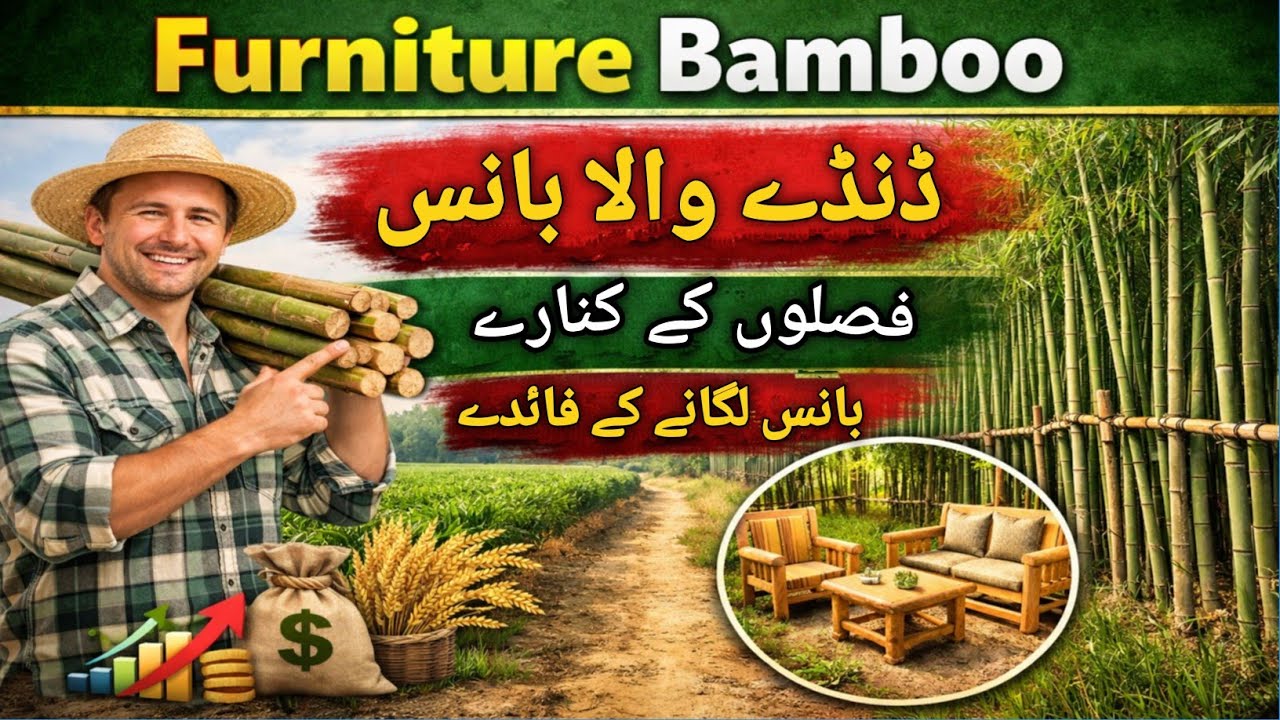 Furniture Bamboo | Danday Wala Bans | Benefits of Planting Bamboos Along Field Boundaries 