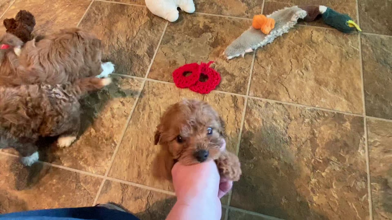 Pupdate- Bella’s 6 week old cavapoo puppies