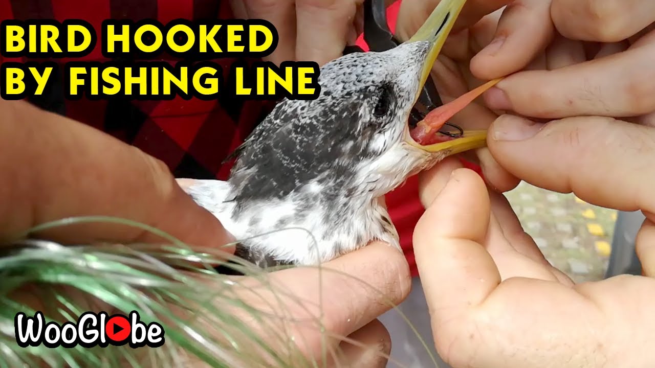 Rescuing a Bird That Was Tangled In Fishing Line || WooGlobe