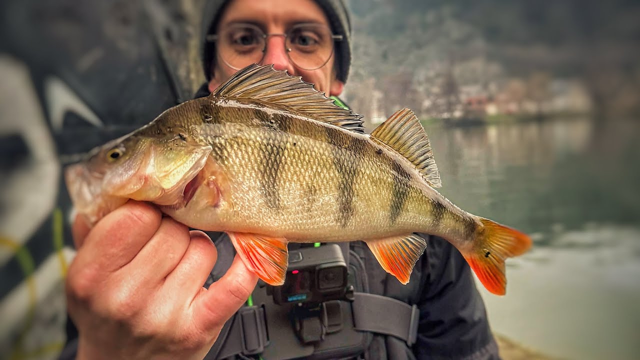 Street fishing Belgique - sortie en Meuse avec les potes - sandres et perches 🐟🎣
