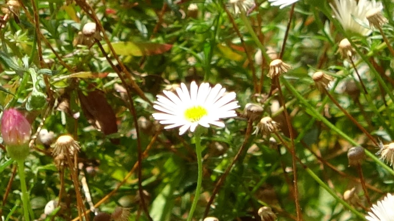 Margarita Cimarrón o Mexican Daisy en la ciudad de Pontevedra.
