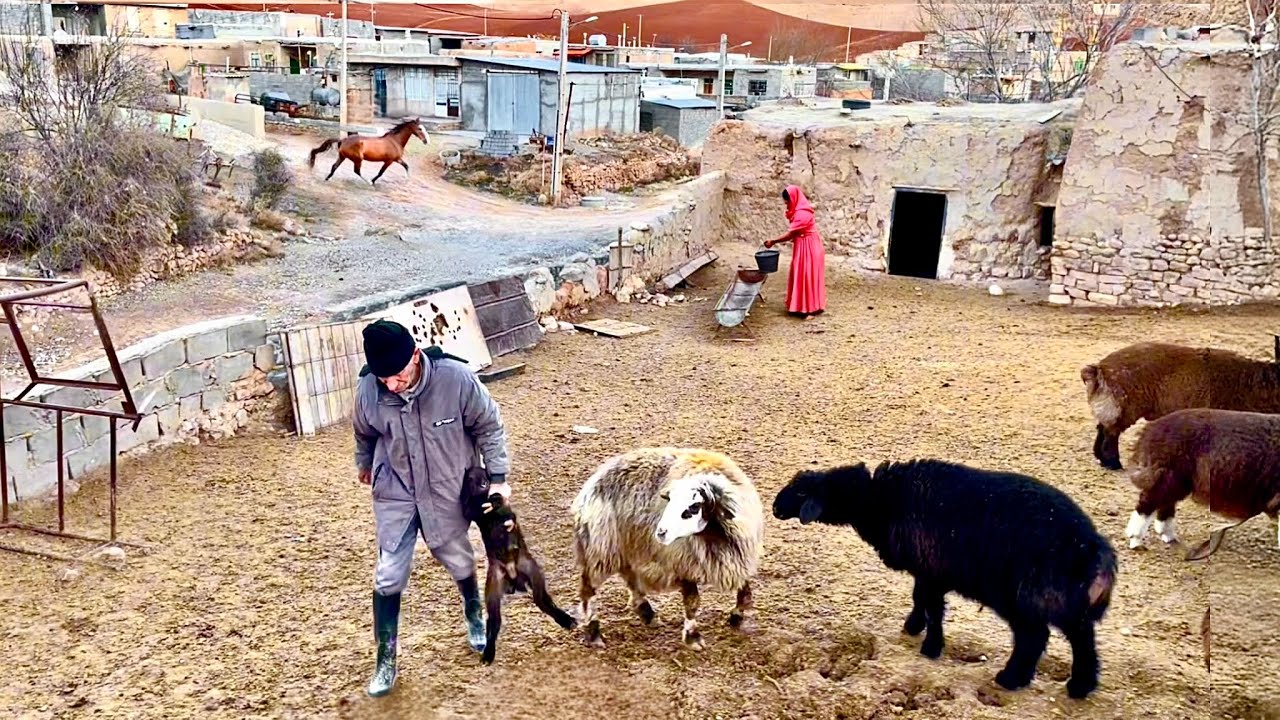 Nomadic Life in Iran’s Mountains: A Harsh Reality of Survival