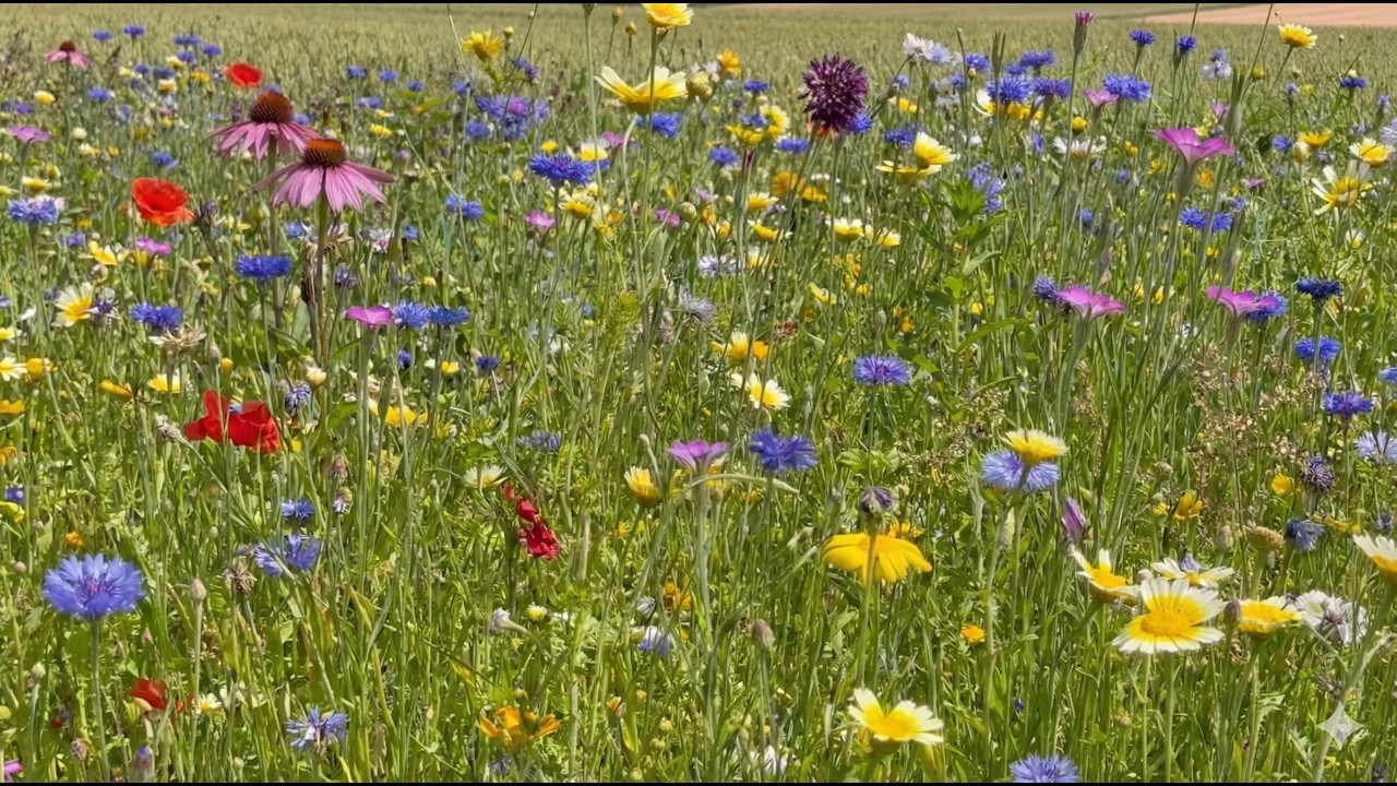 Flower Meadow Morning ASMR | Gentle Wind, Birds & Insects 4K 🌿