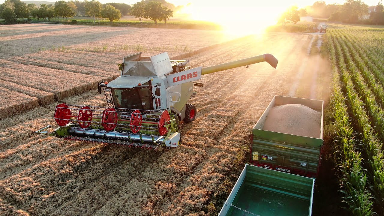 CLAAS LEXION 620 | ERNTE IM SONNENUNTERGANG