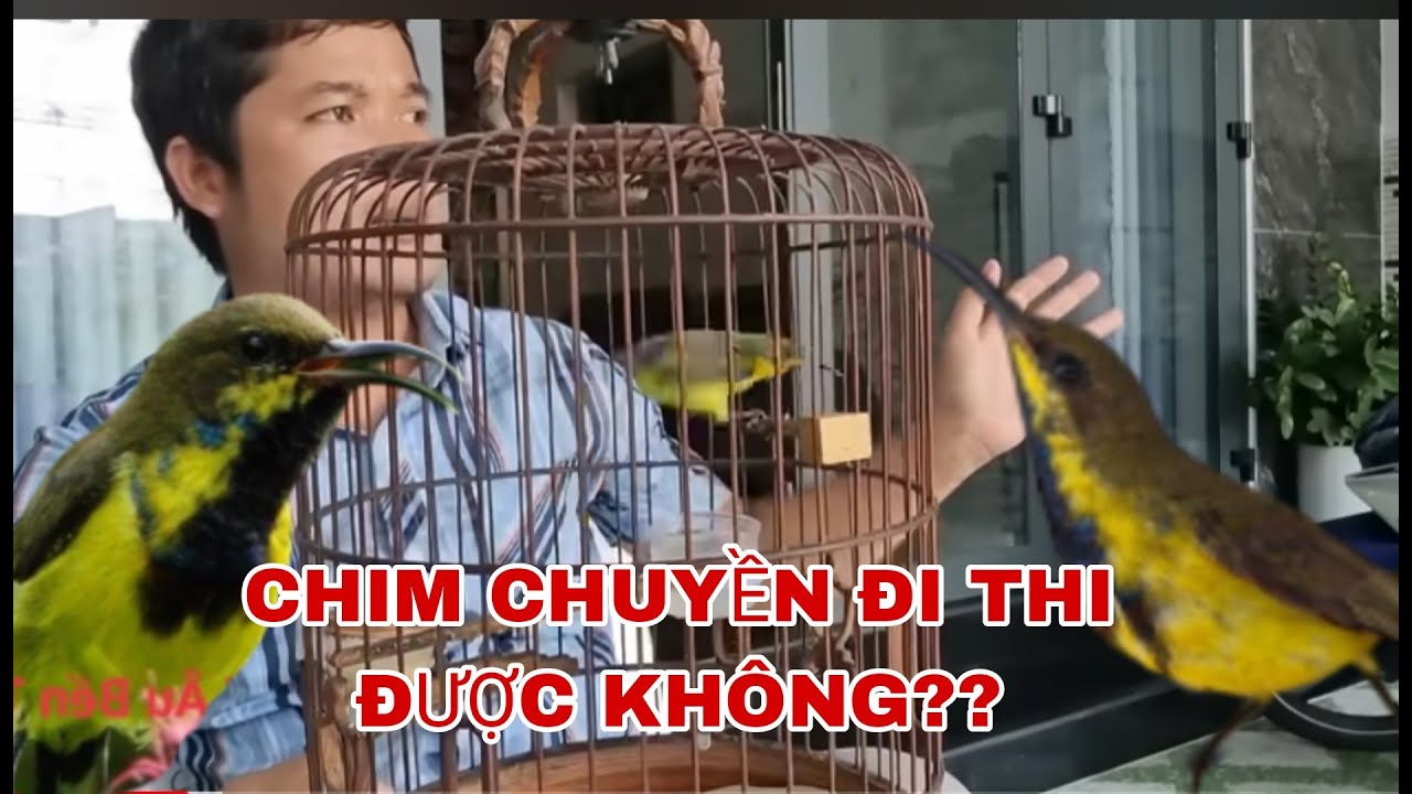 CHIM HÚT MẬT 5MAU CÓ NÊN CHO CHIM CHUYỀN ĐI THI KHÔNG? CHIM BỤNG TRẮNG VÀ BỤNG VÀNG LOẠI NÀO DƯ HƠN