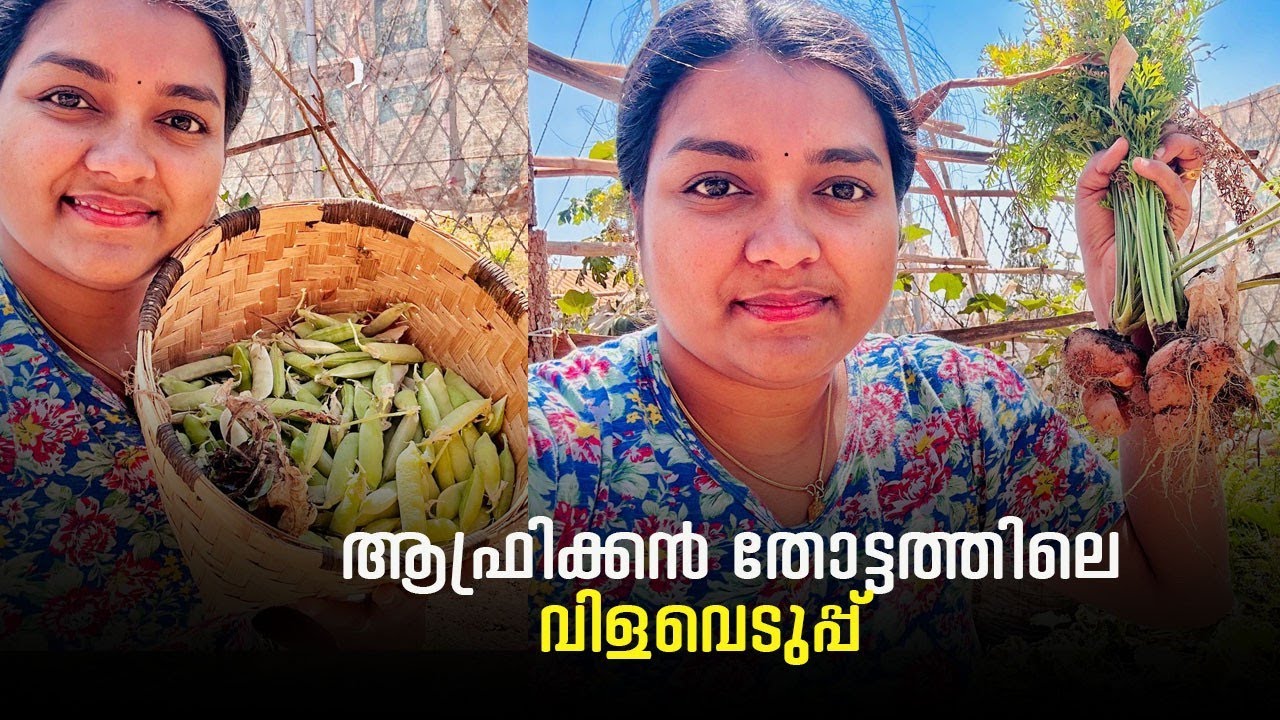 ആഫ്രിക്കൻ തോട്ടത്തിലെ വിളവെടുപ്പ്#africa #dailyvlog #lifeofarunsumi 