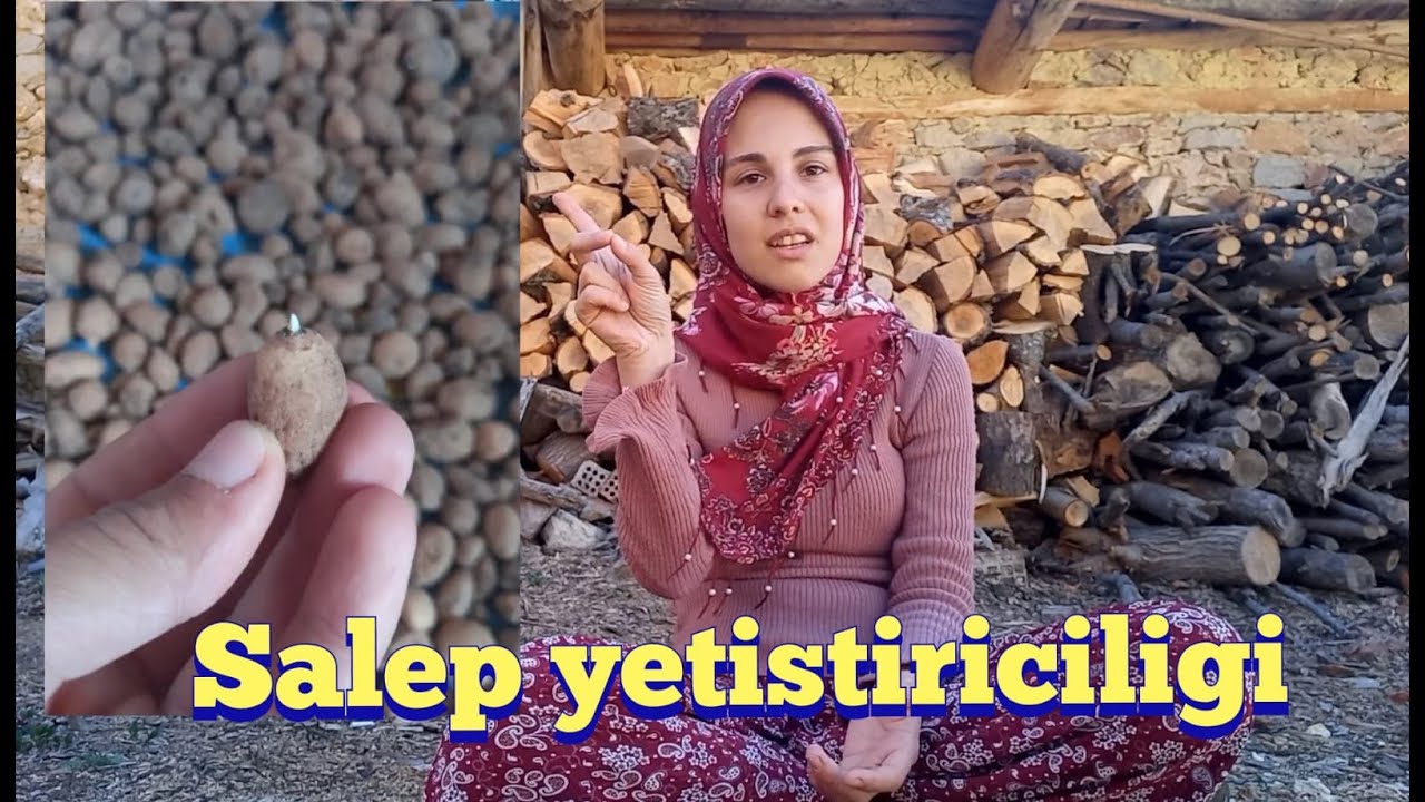 Salep yetistiriciligi - yaptıgım uygulamalar - saleplerin son durumu - salep özel video