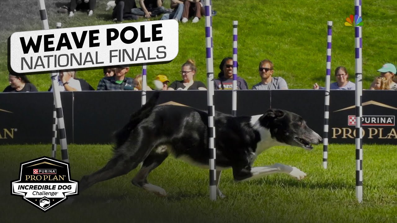 Incredible Dog Challenge 2025: Weave Pole National Finals | NBC Sports