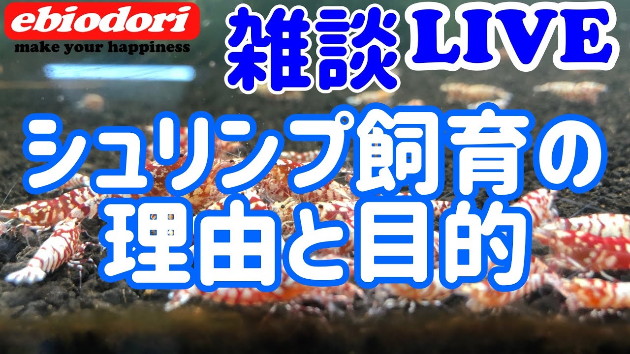 エビオドリのお笑いライブ！シュリンプ飼育の理由と目的