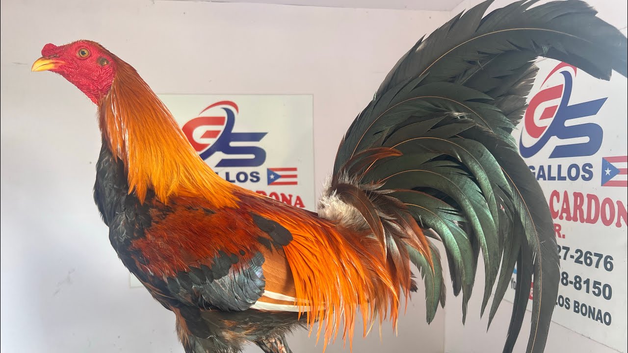 Parte de los ejemplares de Samuel Cardona en puerto Rico la isla del encanto