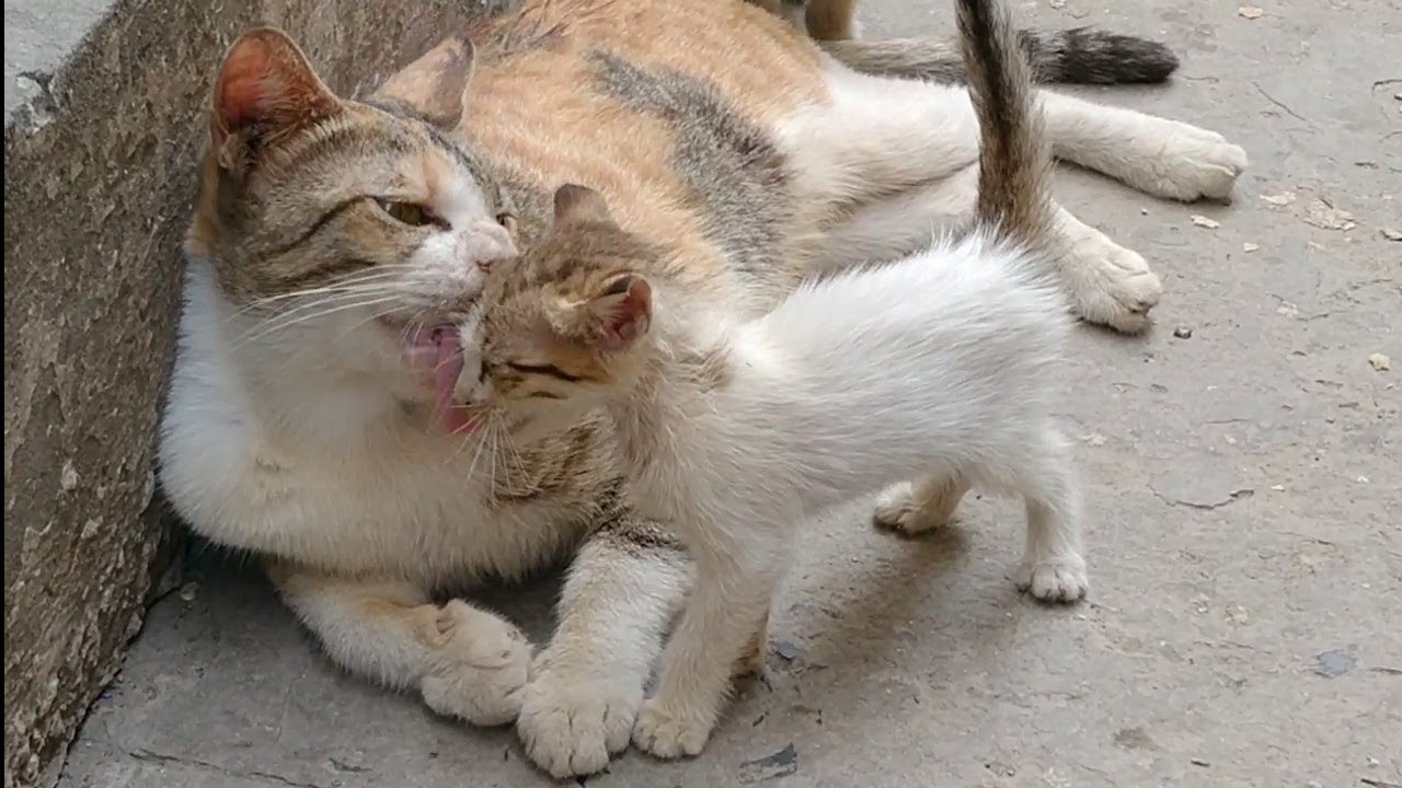New Born Kittens Finally Jumping And Playing With Mother Cat || Abandon Kitten Watching Them ||