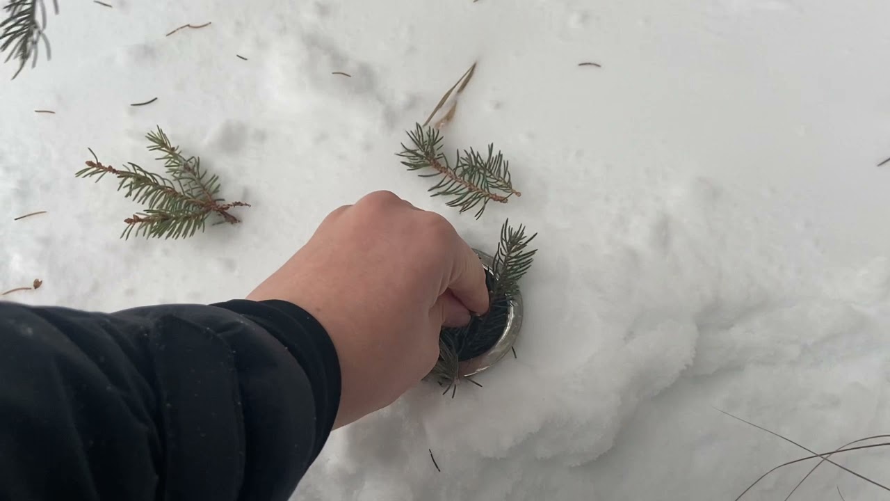 How To Make Spruce Tea (In -49 Fahrenheit)