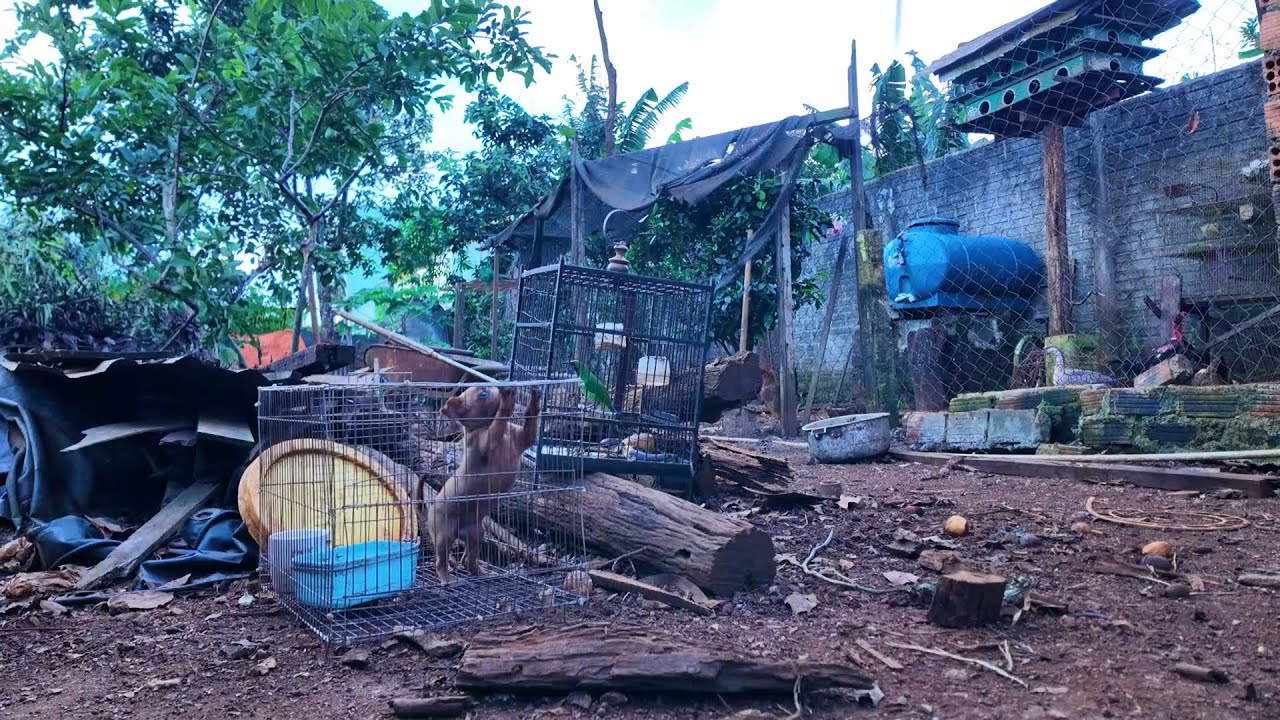 Puppies make friends with birds in the garden on a cool afternoon
