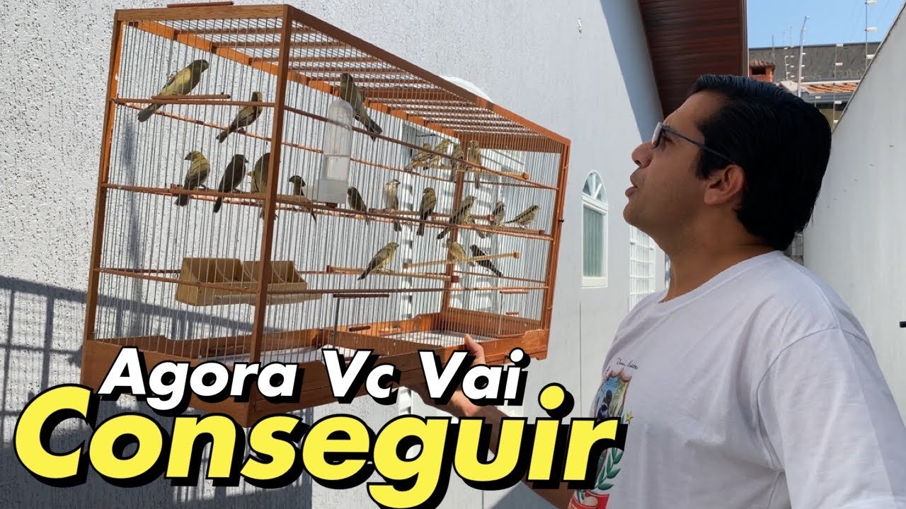 COMO CRIAR E TIRAR FILHOTE DE COLEIRO E PAPA-CAPIM 1