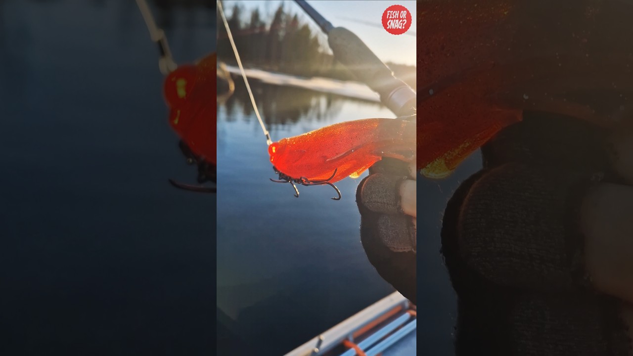 Testing our new soft plastic lure, Fish Or Snag - the Shad? #fishing #lurebuildersunited #softlure