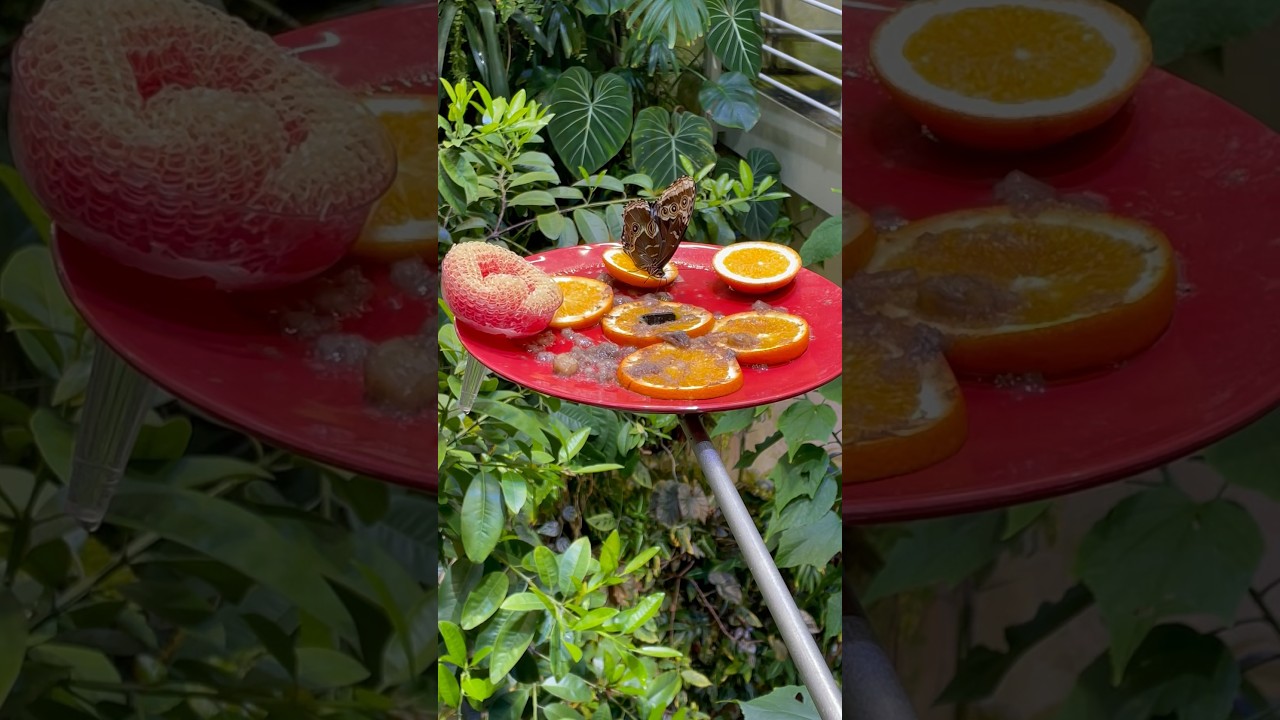 Butterfly eating orange #butterfly