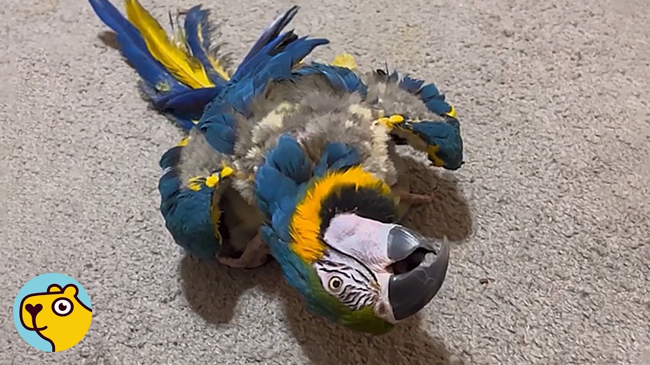 Parrot Who Can't Walk Builds a New Life One Step at a Time