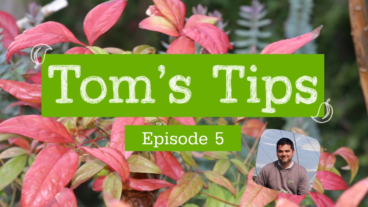 Tom's Tip| Nandina | Greenwood Plants