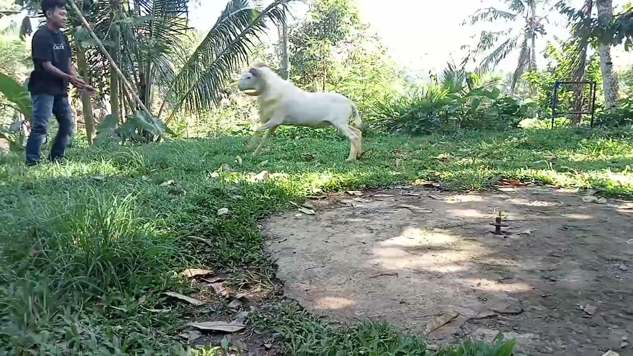 NGELATIH PISIK DOMBAGARUT,,,DOMBA LEWENG