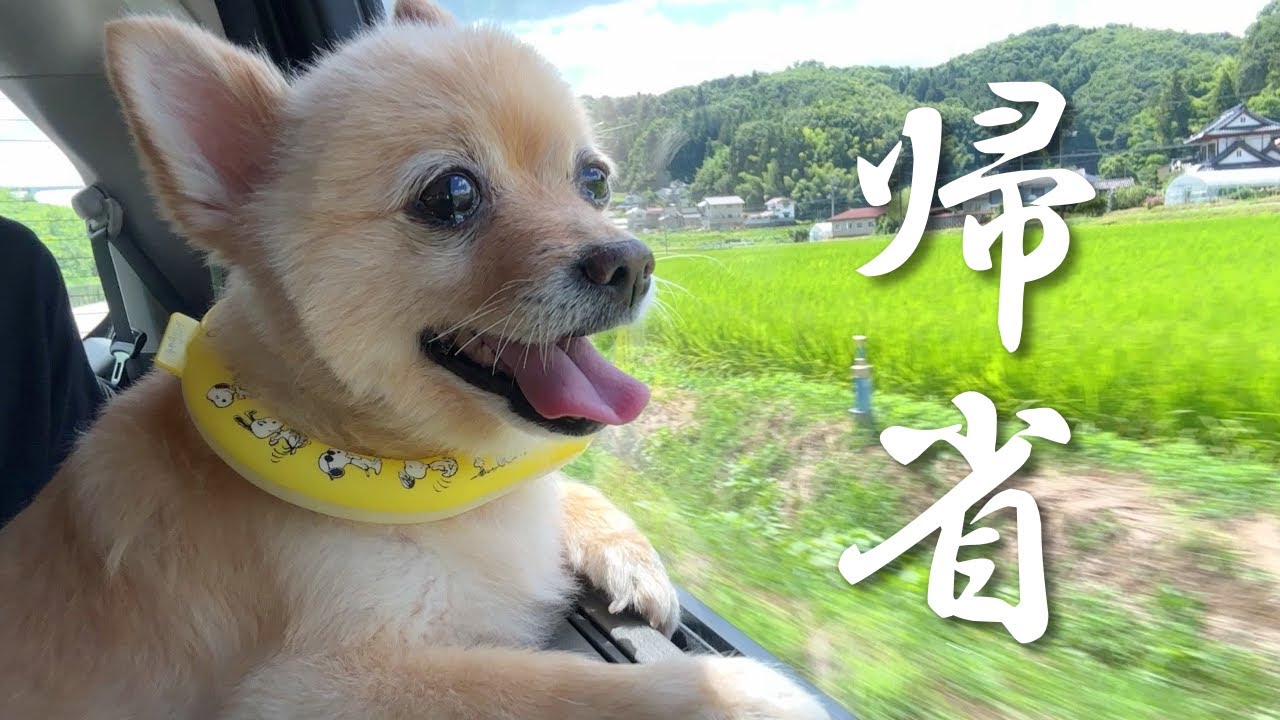 実家に帰れるのが嬉しくて愛犬がこうなりました…笑