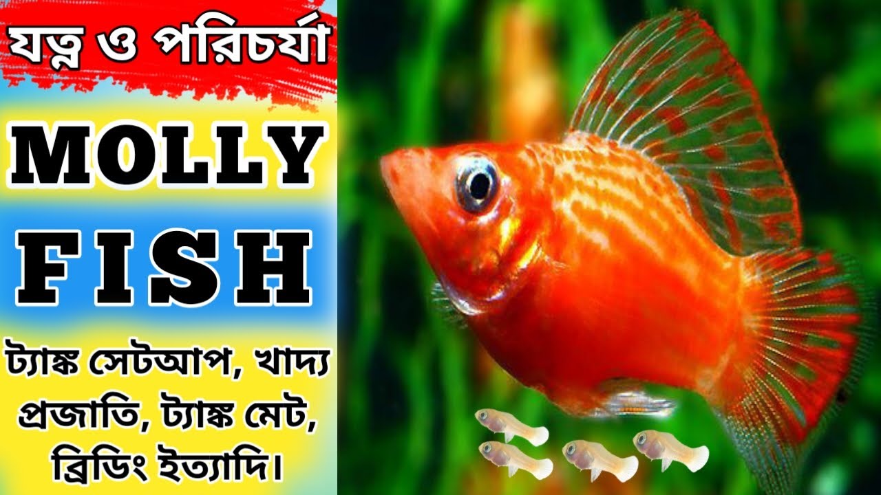 Molly Fish || Molly Fish Complete Care Guide in Bengali || Molly Fish Tank Mates || Expert Aquarist