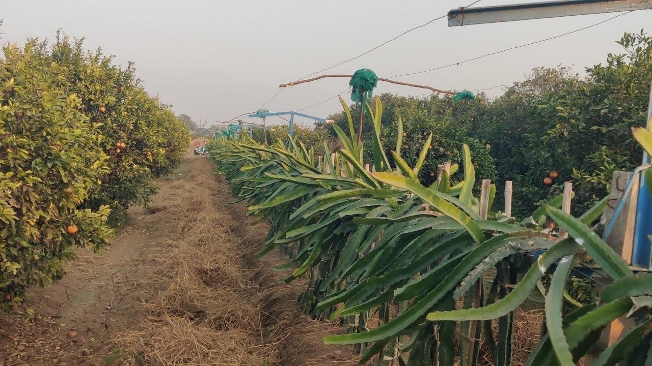 How to care for a dragon fruit plants in winter?