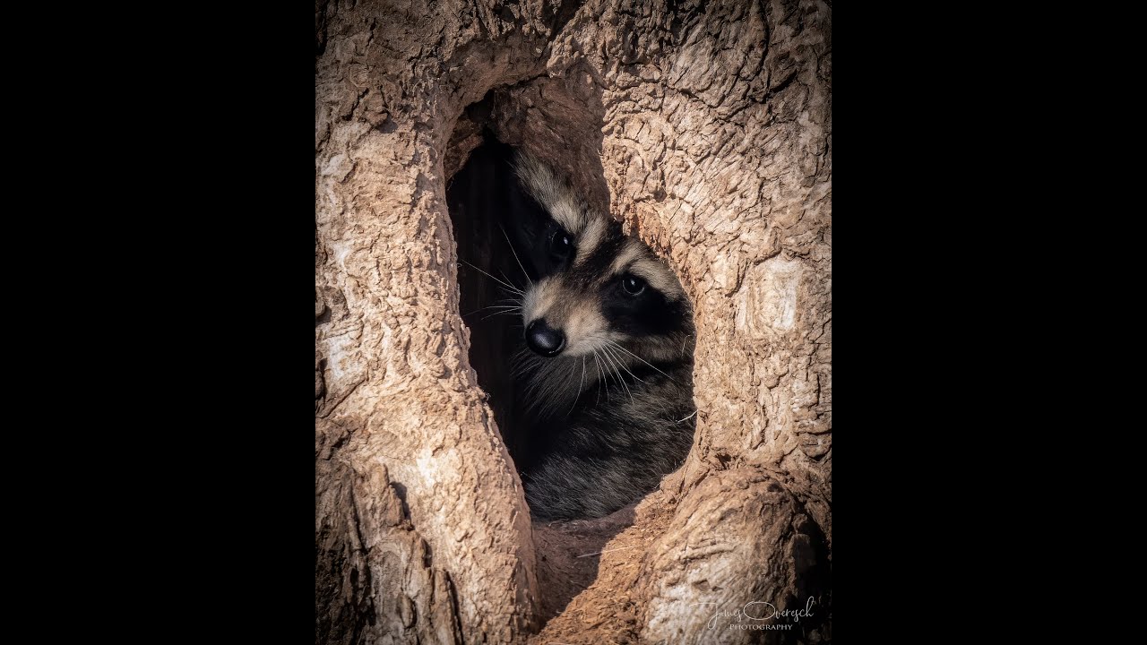 Hanging with Heckrodt:  Hibernation vs Torpor