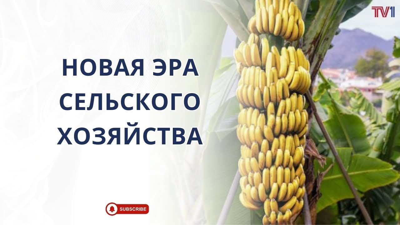 Экзотика в Азербайджане: первые бананы местного производства