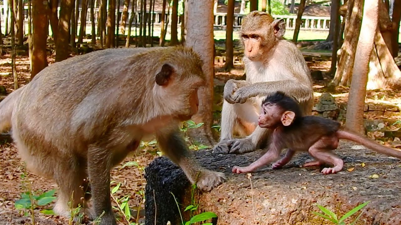 No More Milk! Don't Ask More! The Silent Leanguage Between Mom and Baby Monkey | Cutest Baby Monkey