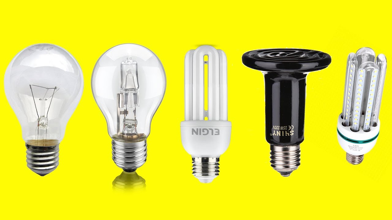 QUAL A MELHOR LÂMPADA PARA AQUECER OS PINTINHOS
