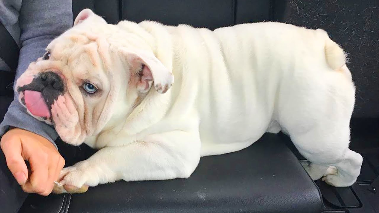 ENGLISH BULLDOGS ❤️❤️ Cute and Funny English Bulldogs doing funny things # 40 (2019)| Animal Lovers