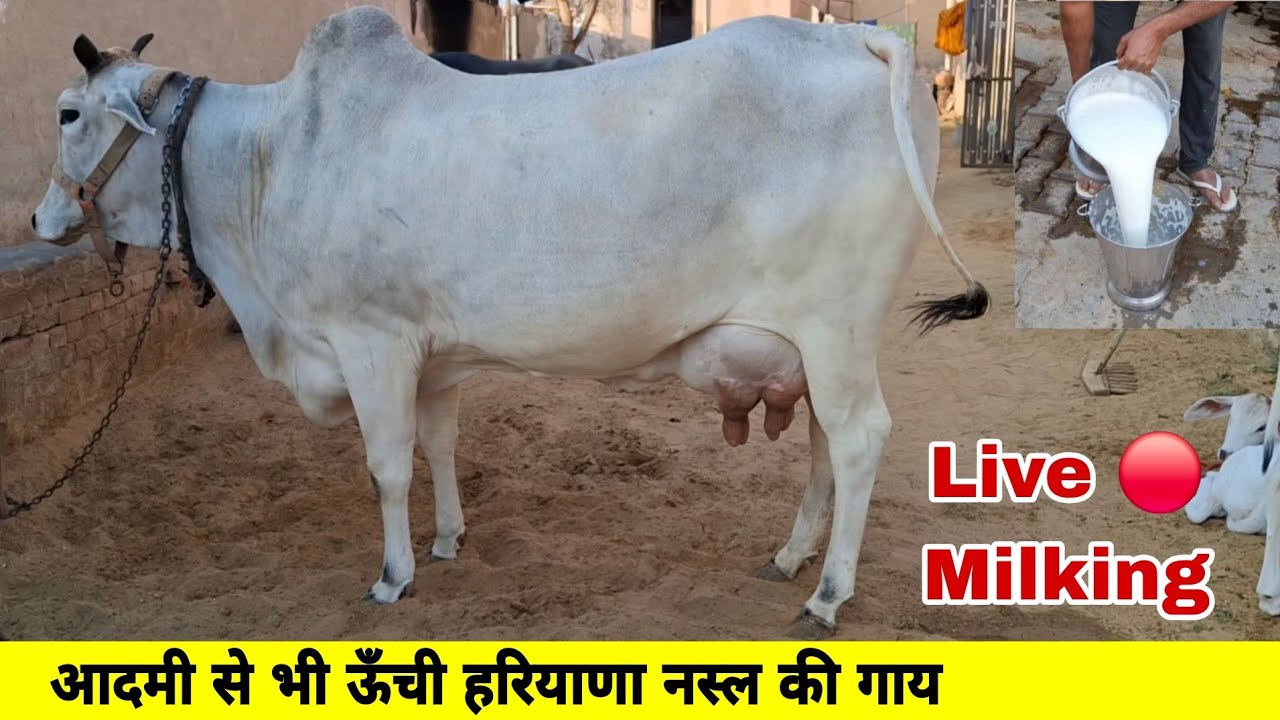 आदमी से भी ऊँची हरियाणा नस्ल की गाय की Live Milking विडियो 🔴 खाली होने के बाद पहले समय की