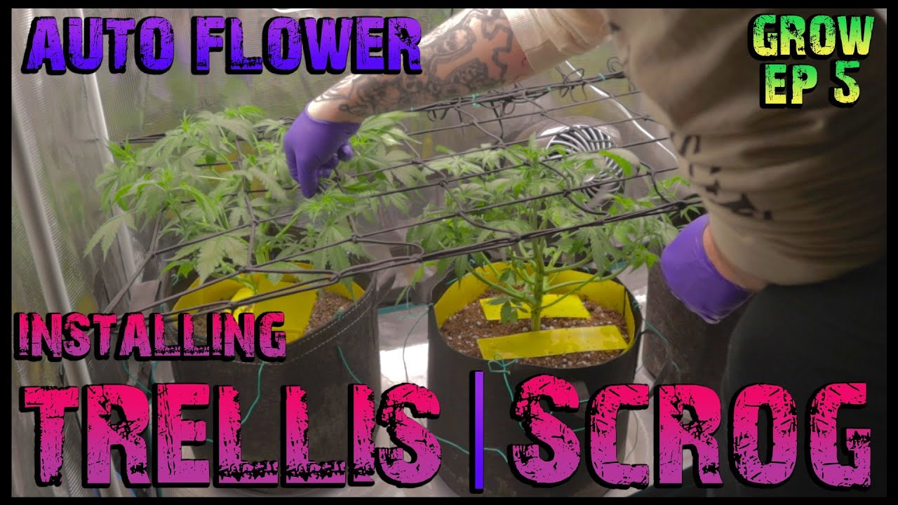 #ILGM AutoFlower Grow Ep.5 || First Week Of Flower || Installing Trellis/Scrog || Top Dressing