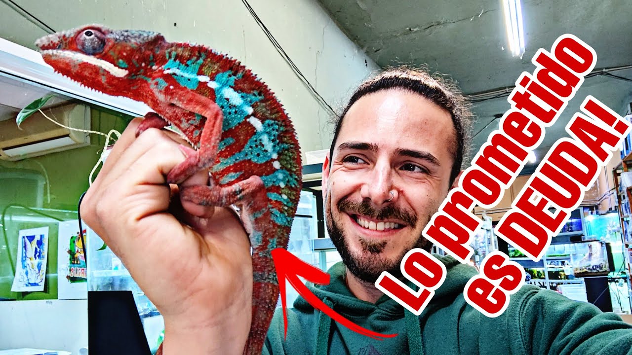 Ranas, lagartos, serpientes... VUELVO CON TODO!!! y Josep nos presenta su proyecto mas ambicioso...