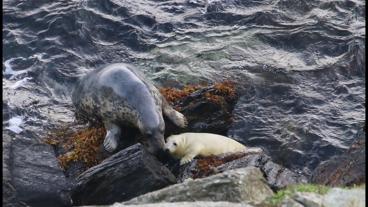 X, Y, Z for...seal pups beginning with the letters X, Y and Z on the Calf of Man!
