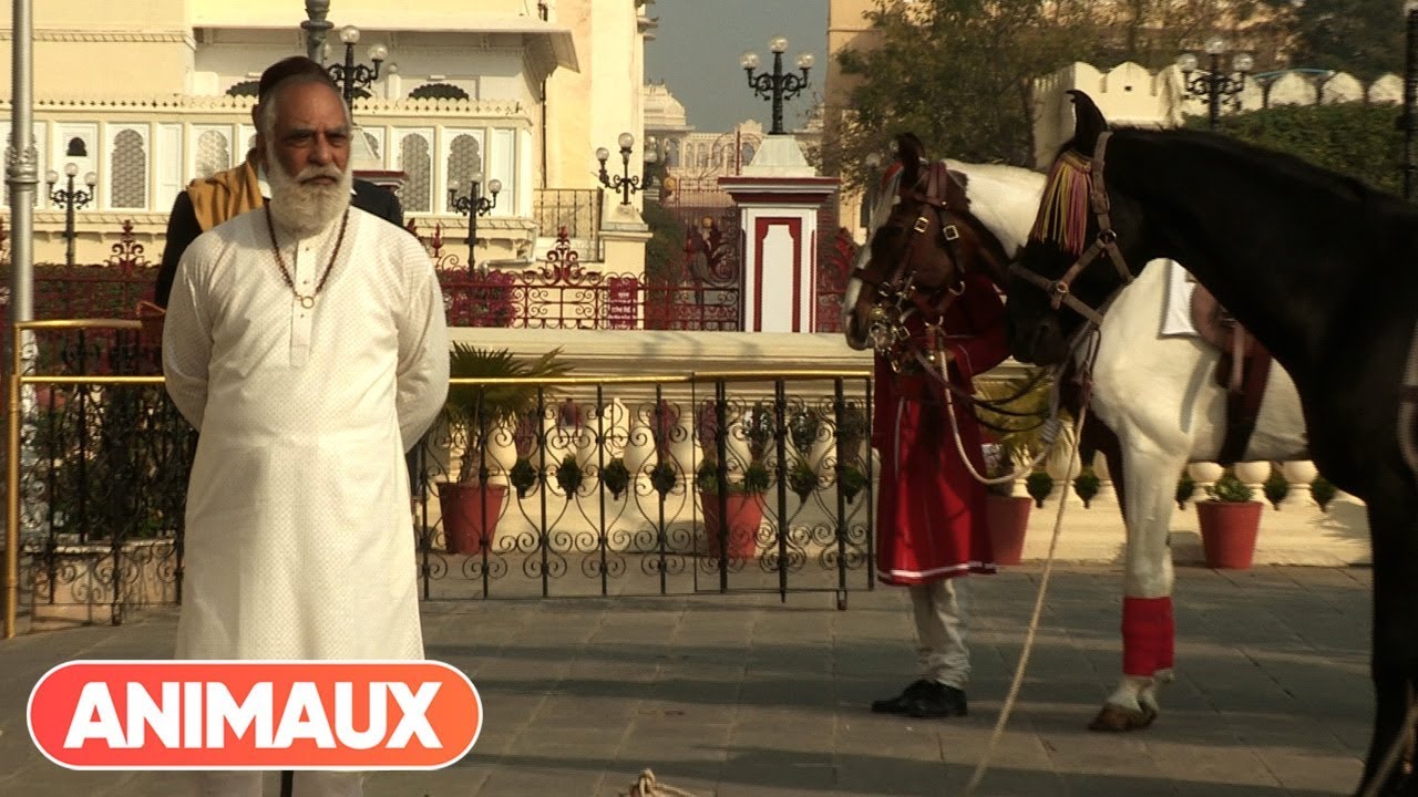 [DOCU] Cheval  Marwari  la renaissance du prince des Indes - Animaux