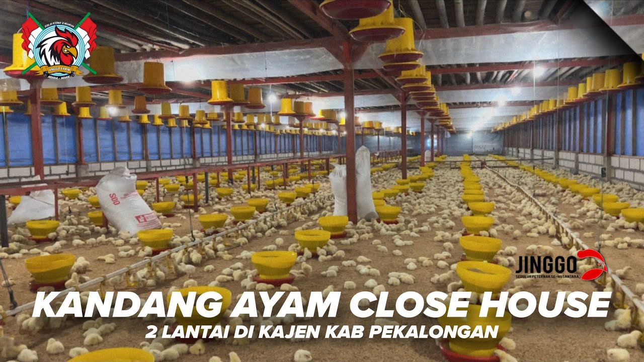Kandang Ayam Close House 2 Lantai di Kajen Kab Pekalongan