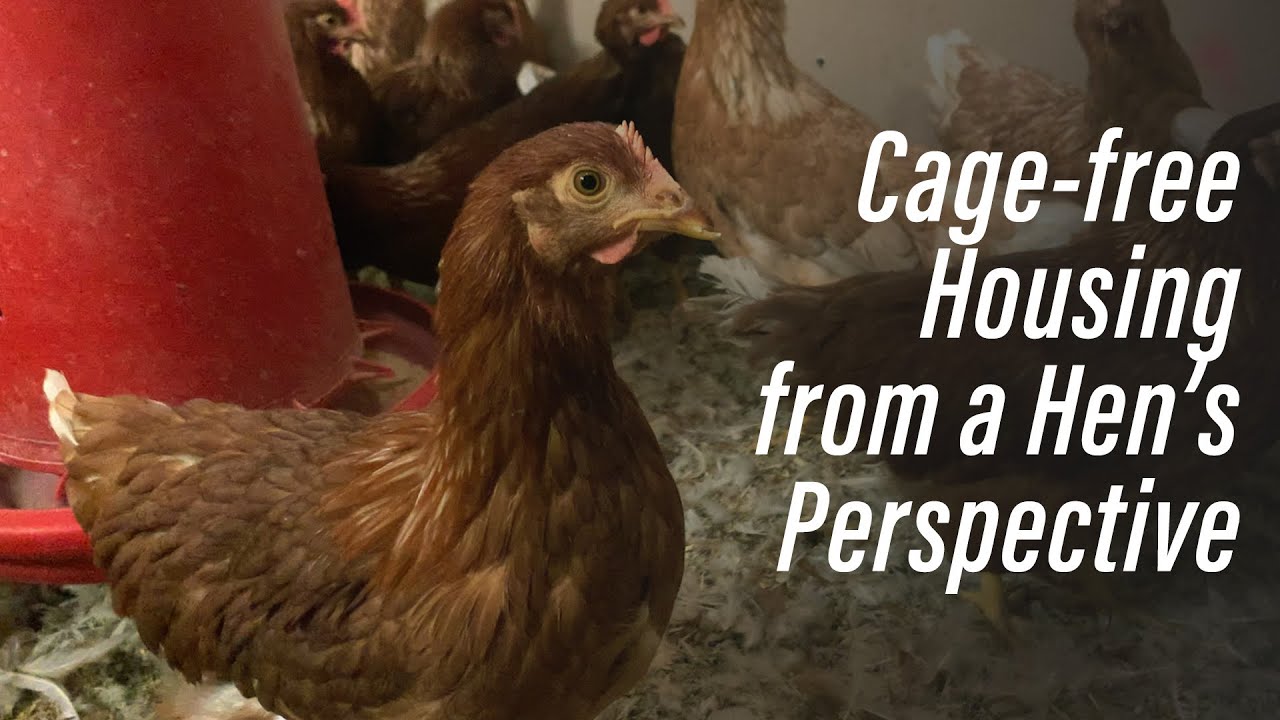 Cage-Free Housing Systems from a Hen's Perspective