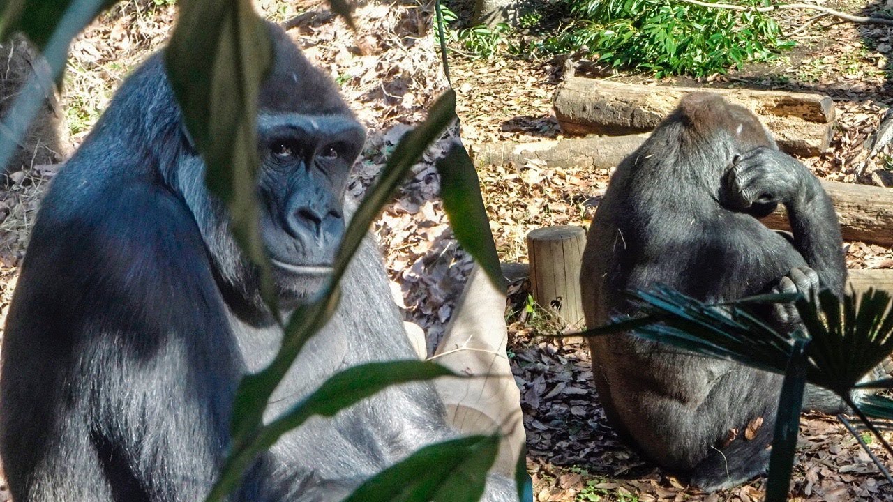 When Komomo covers her ear & when she doesn't #2/5 UENO ZOO Gorilla 上野動物園ゴリラコモモの耳をカバーする行動（0229）